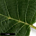 SpeciesSub: subsp. sibirica